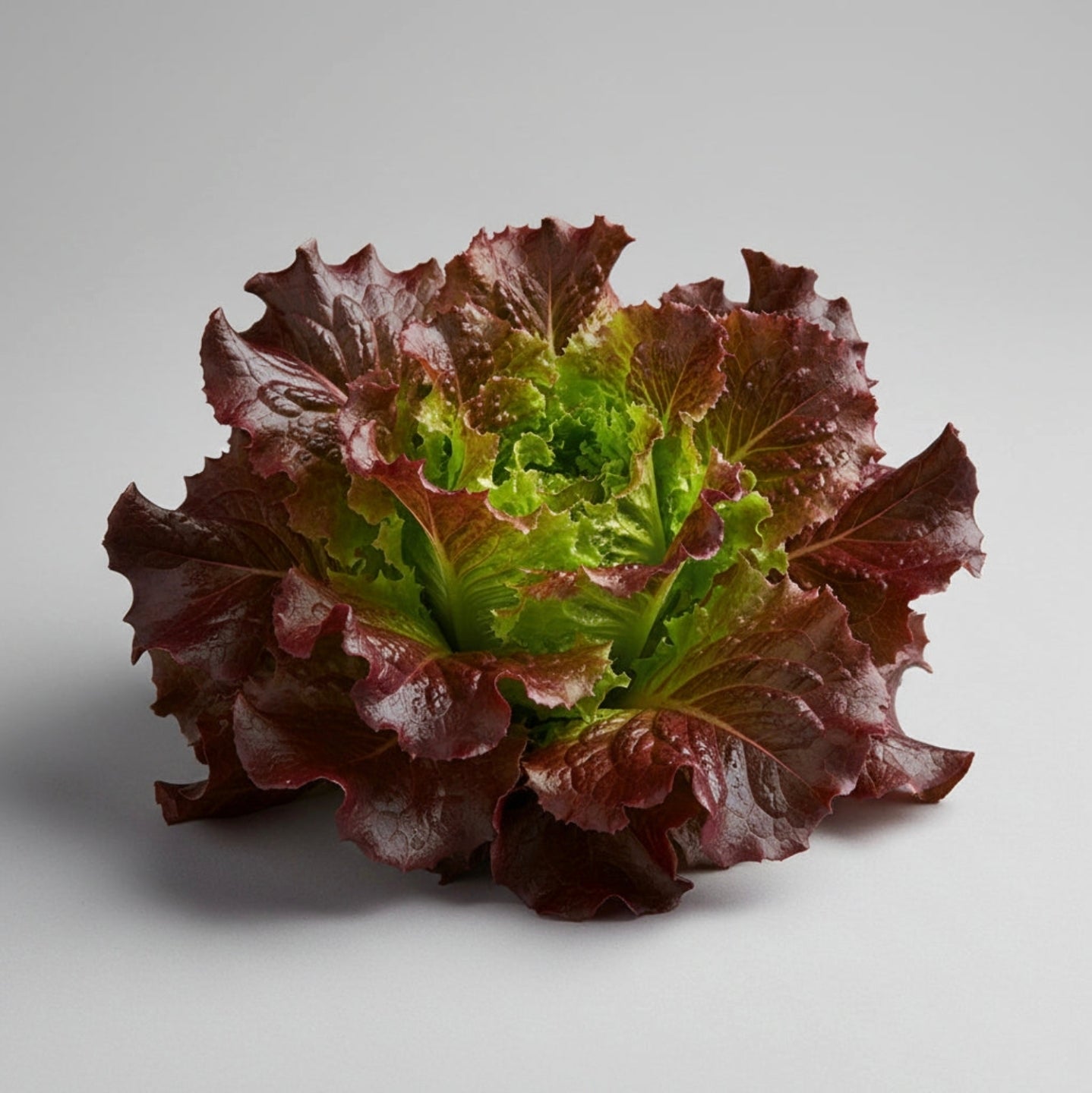 Ruby Red Lettuce Seeds