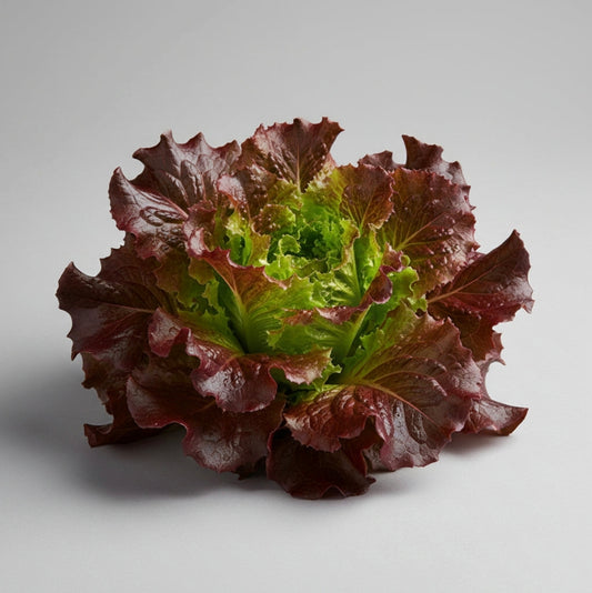 Ruby Red Lettuce Seeds