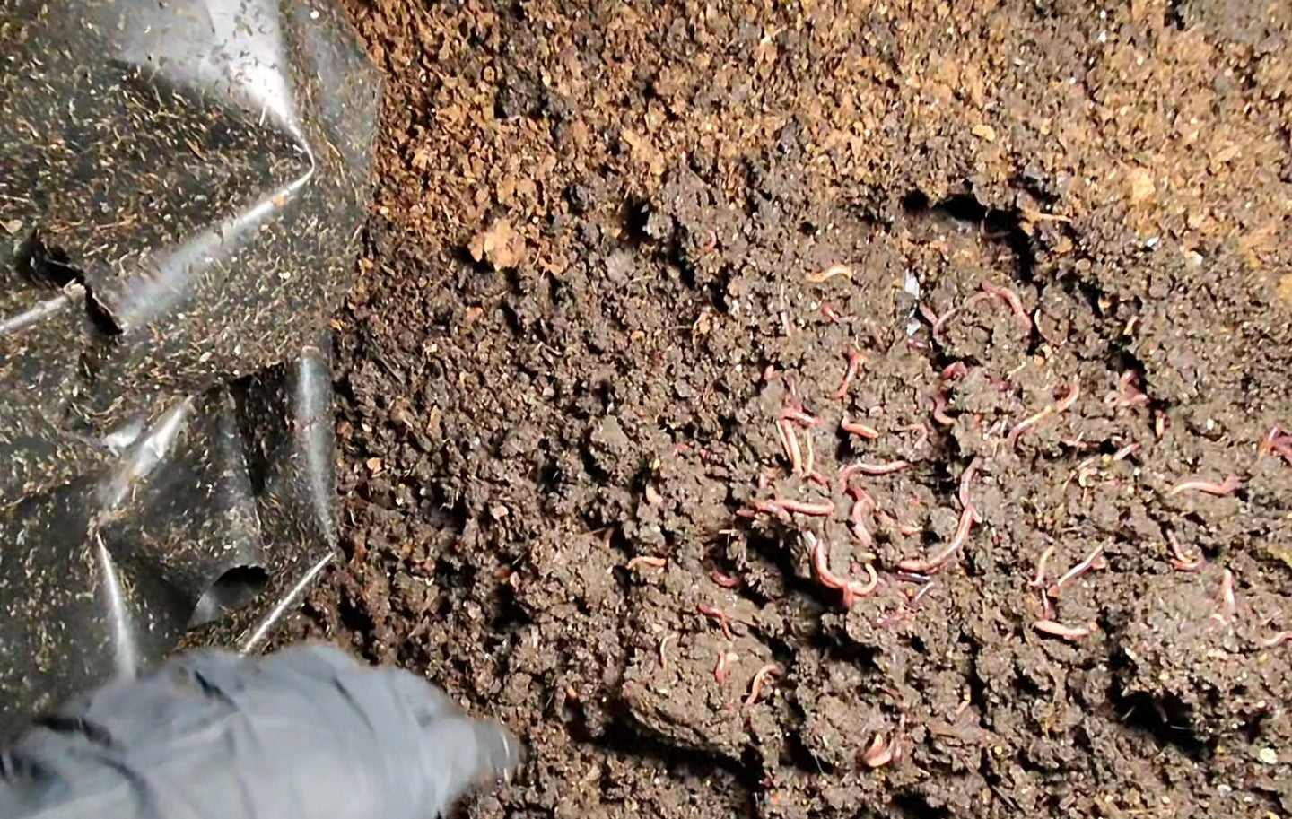 Beginner's Guide to Vermicomposting | Digital eBook | Worm Composting Guide