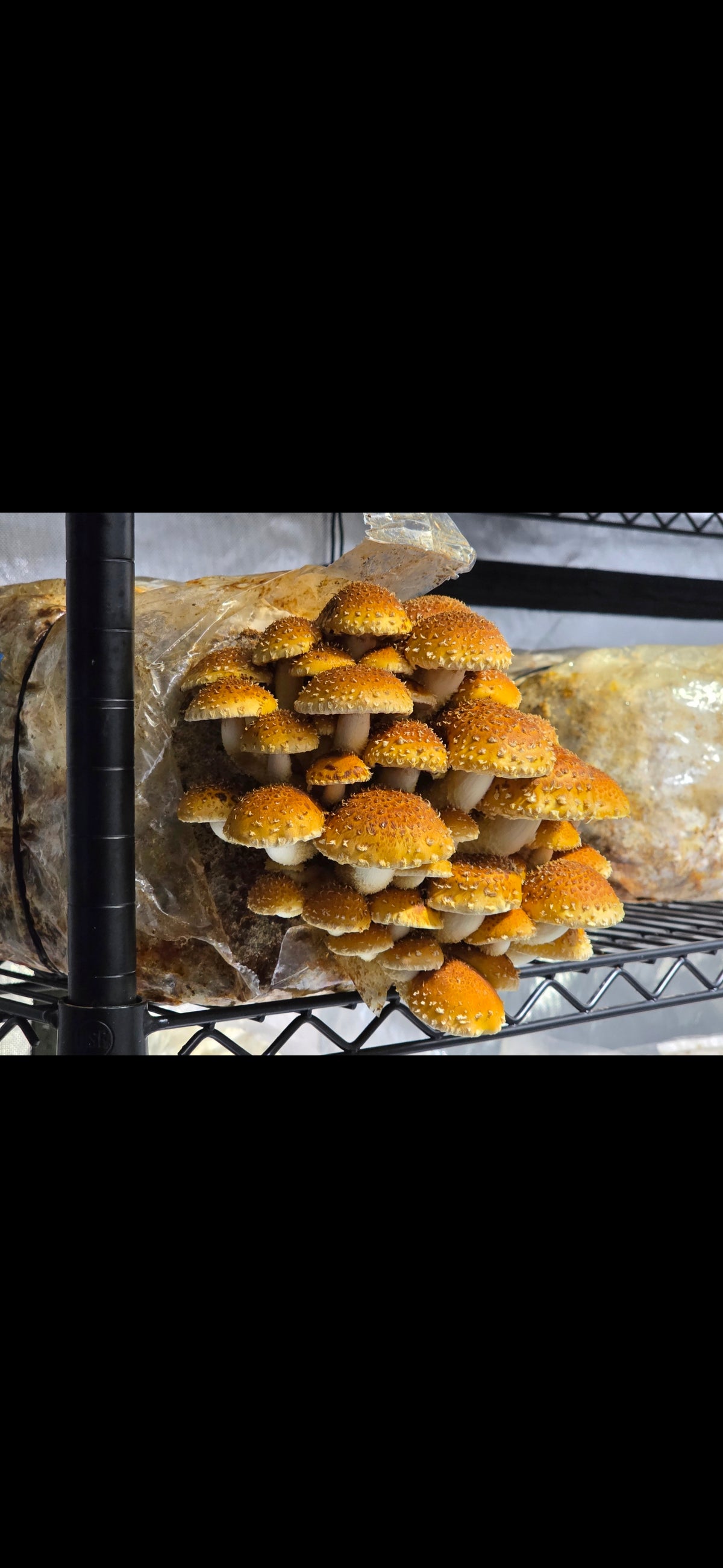 Dehydrated Chestnut Mushrooms