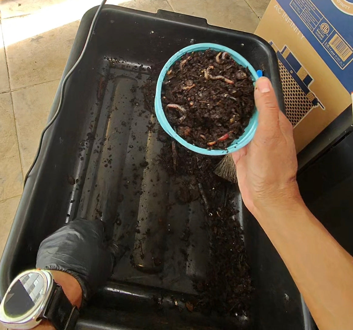 Worm Compost Bin In-Ground | Easy Vermicomposting System | BUY COMPOSTING WORMS