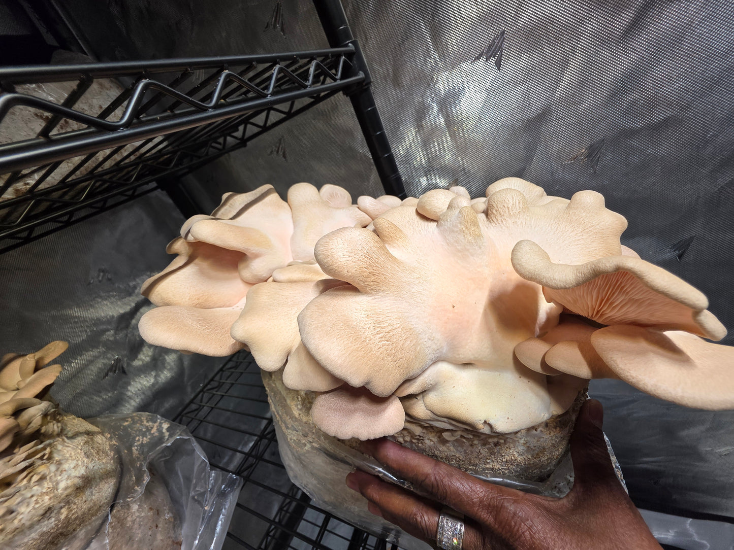 Pink Oyster Mushroom Growing Kit - 5 LBS Spray and Grow