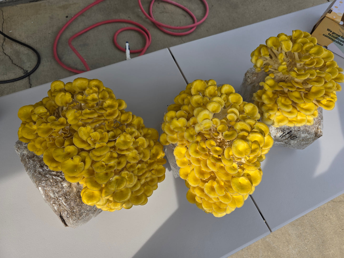 🍄 Fresh Golden Oyster Mushrooms – Bright & Nutty - Fresh Golden Oyster Mushrooms | Lumbri Worms & Garden - LOCAL PICK UP ONLY