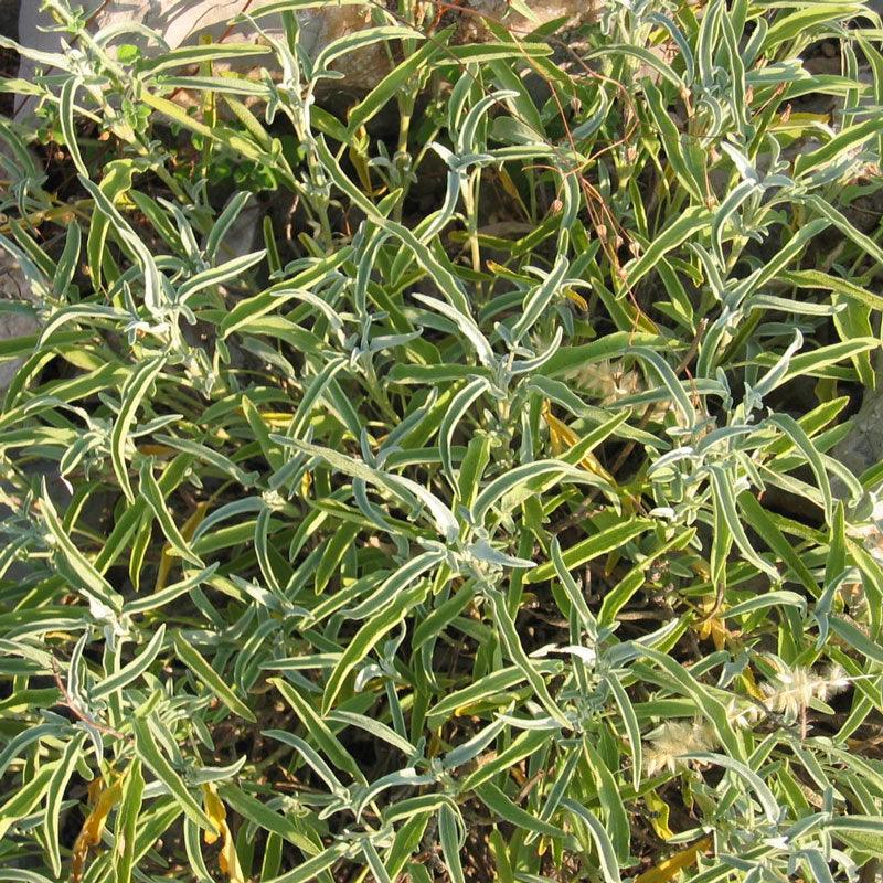 Sage Seeds (Organic)