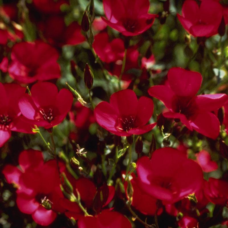 Flax, Scarlet (pack)