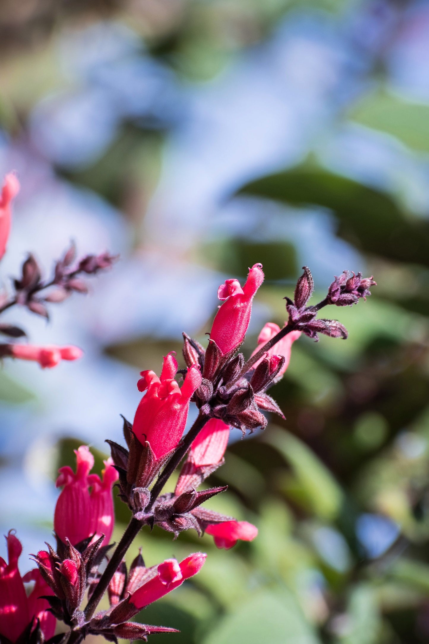 10 California HUMMINGBIRD SAGE Salvia Spathacea Magenta Red Flower Herb Seeds