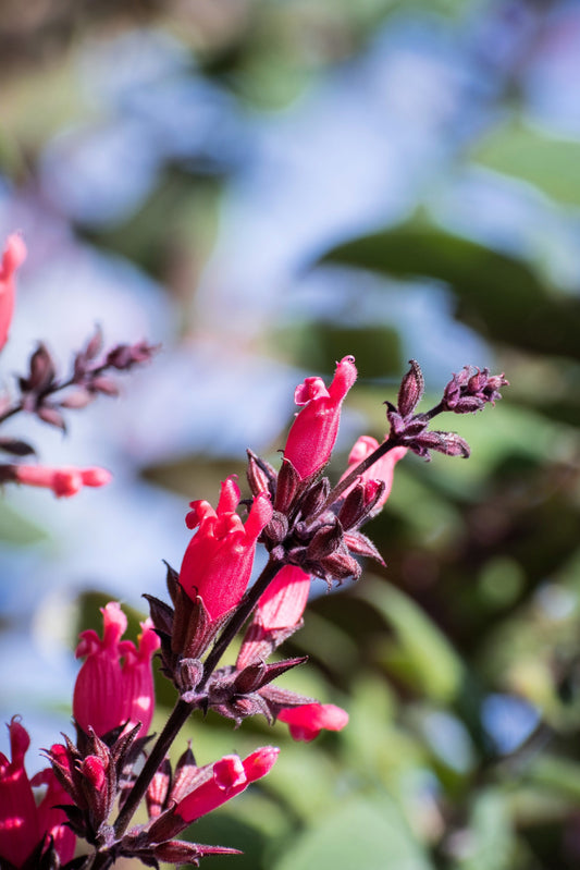 10 California HUMMINGBIRD SAGE Salvia Spathacea Magenta Red Flower Herb Seeds