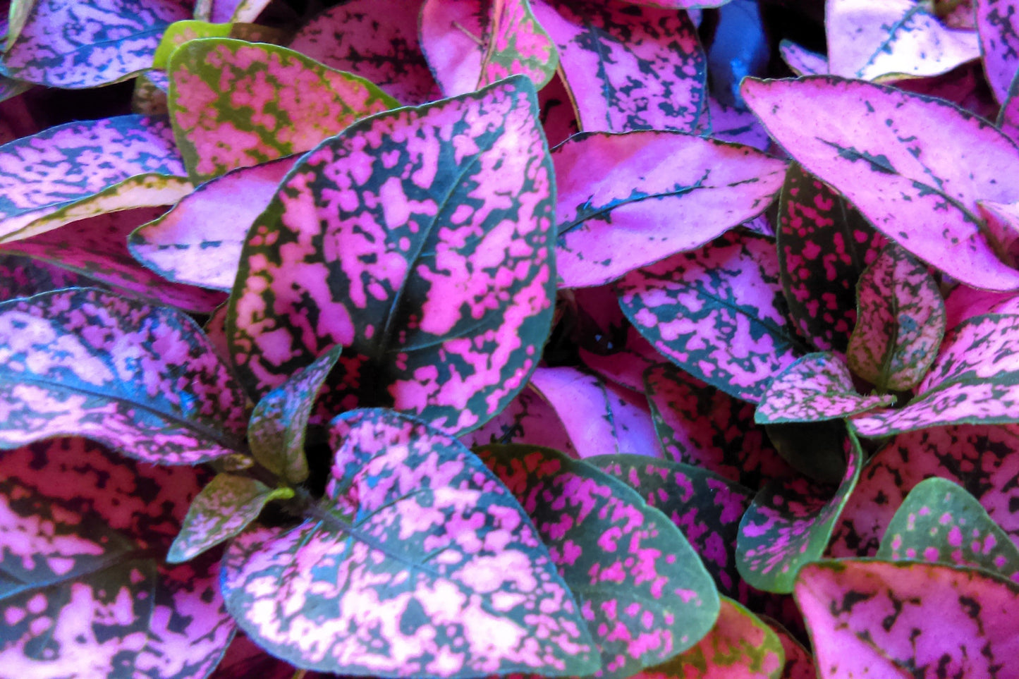 10 Dwarf ROSE Pink POLKA DOT PLANT Splash Select Hypoestes Phyllostachya Flower Houseplant Seeds