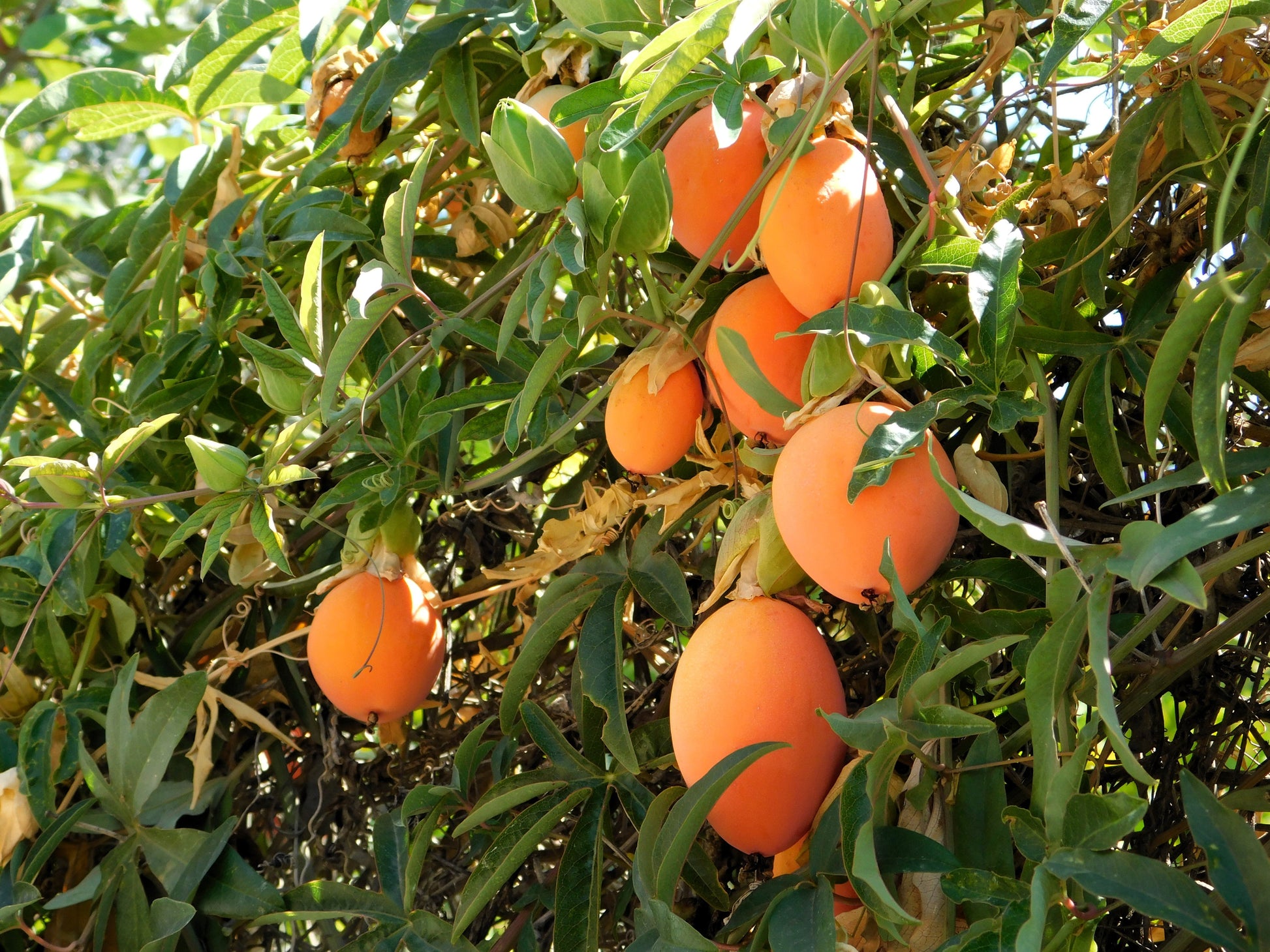 blue crown passion flower seeds 10 Blue Crown Passion Flower / Passion Fruit Passiflora Caerulea Orange Fruit Vine Seeds