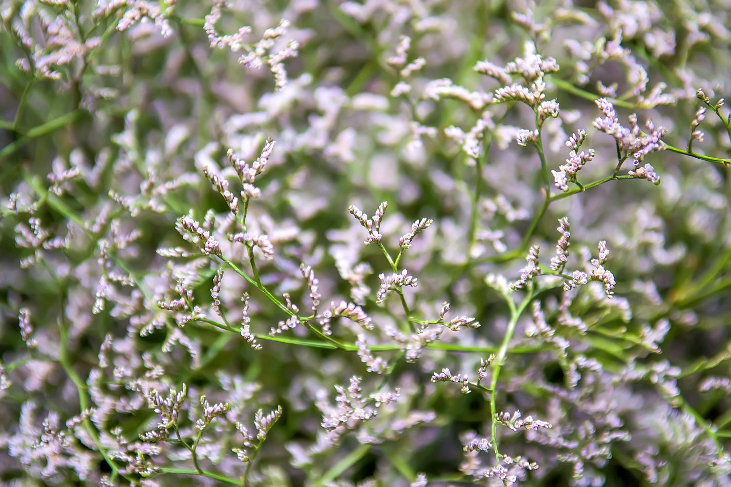 30 GERMAN STATICE White Sea Lavender Goniolimon Tataricum Limonium Flower Seeds