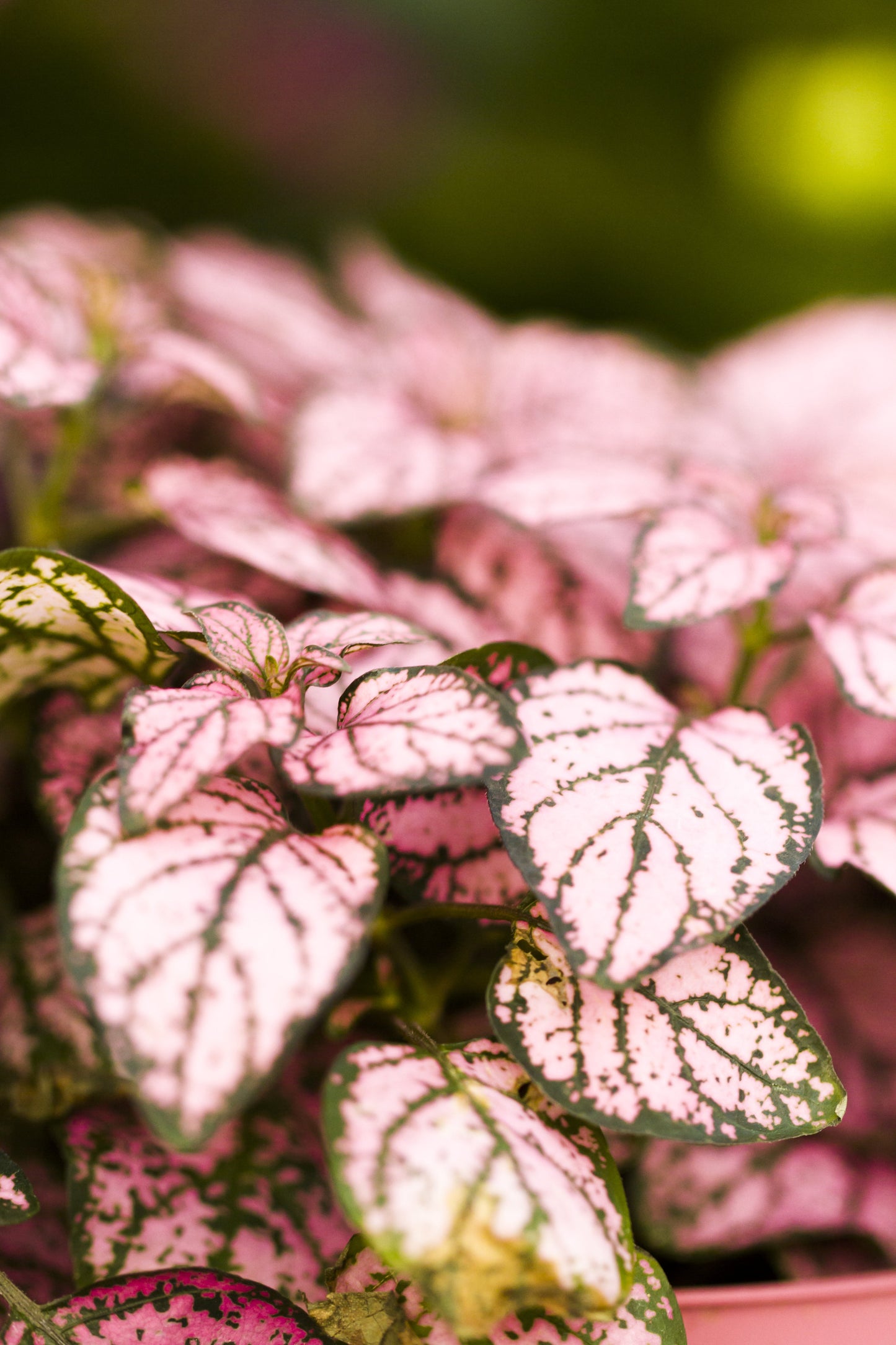 10 Dwarf PINK POLKA DOT PLANT Splash Select Hypoestes Phyllostachya Flower Houseplant Seeds