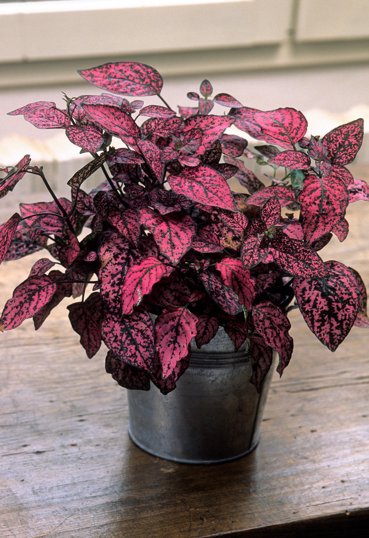 10 Dwarf ROSE Pink POLKA DOT PLANT Splash Select Hypoestes Phyllostachya Flower Houseplant Seeds