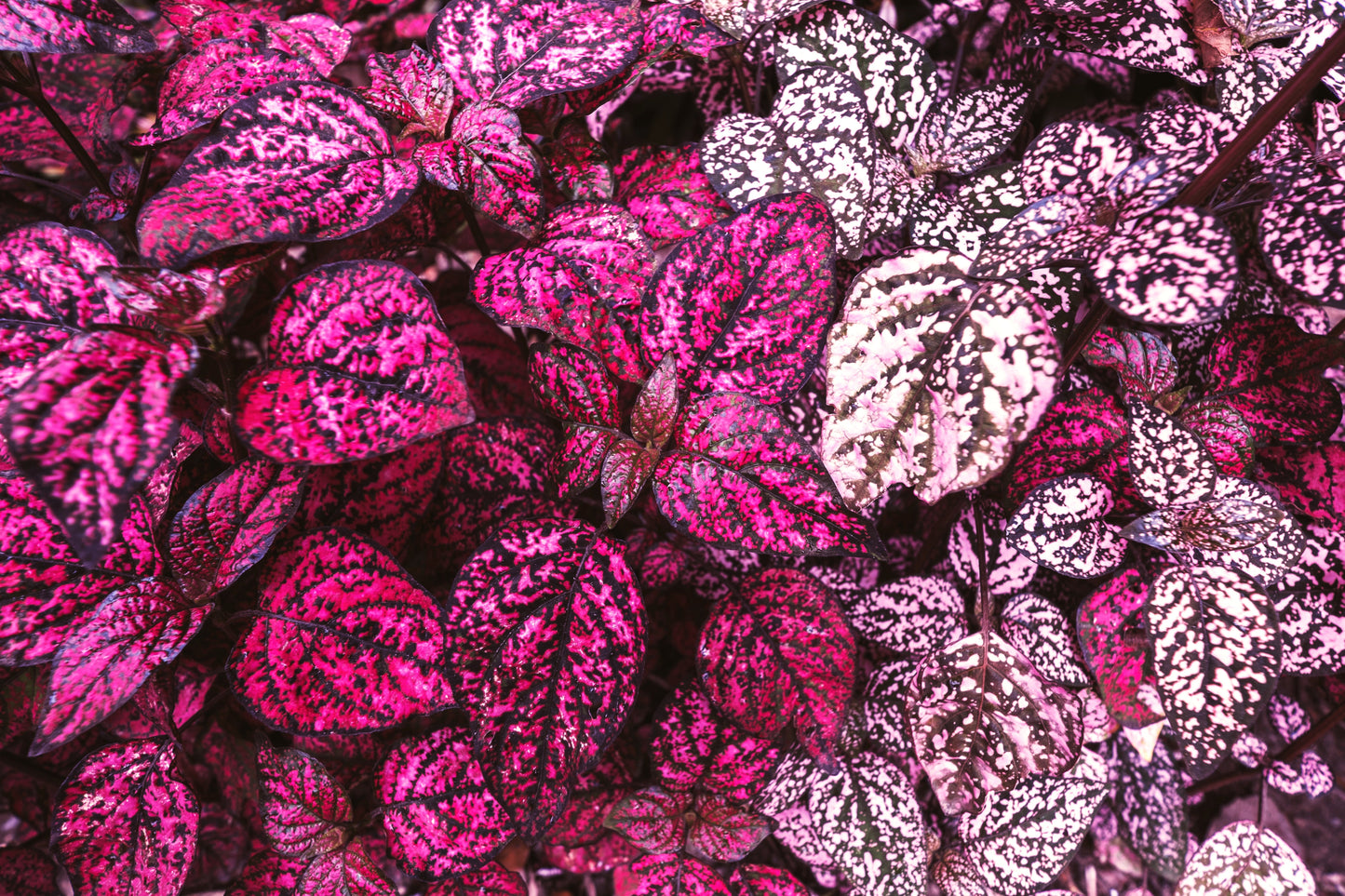 10 Dwarf ROSE Pink POLKA DOT PLANT Splash Select Hypoestes Phyllostachya Flower Houseplant Seeds