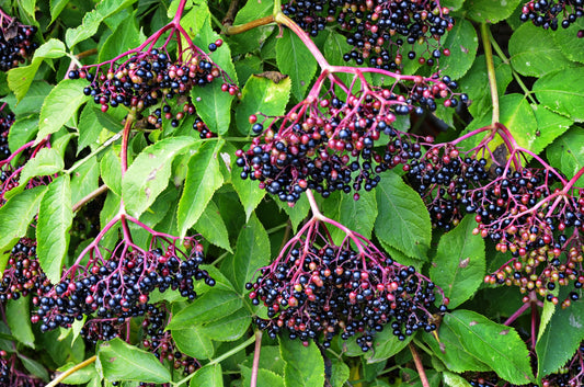 500 BULK American ELDERBERRY Fruit Bush Shrub Tree Sambucus Nigra Canadensis Seeds