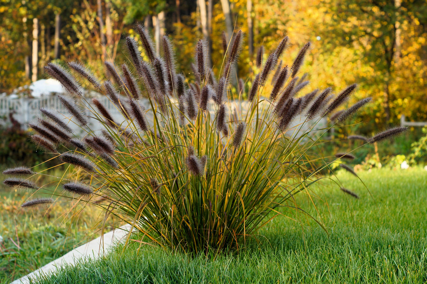 10 Dwarf BLACK FOUNTAIN GRASS Pennisetum Alopecuroides Viridescens Hardy Ornamental Seeds