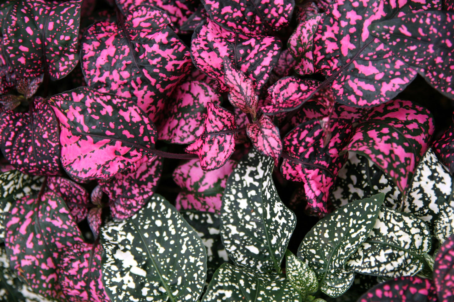 10 Dwarf ROSE Pink POLKA DOT PLANT Splash Select Hypoestes Phyllostachya Flower Houseplant Seeds