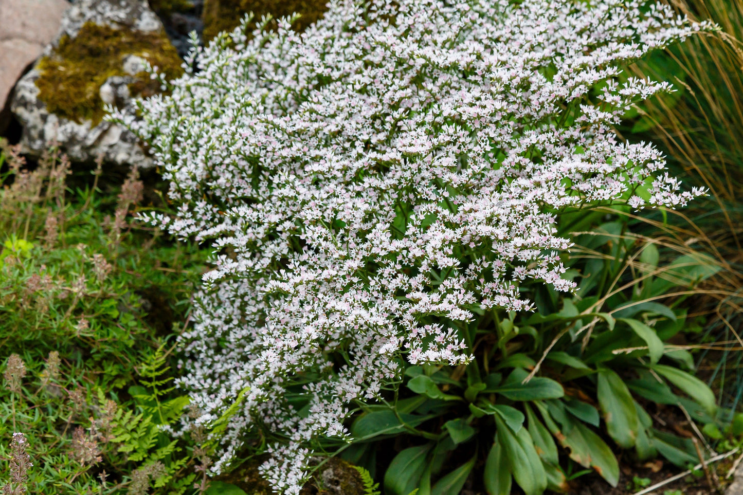 30 GERMAN STATICE White Sea Lavender Goniolimon Tataricum Limonium Flower Seeds