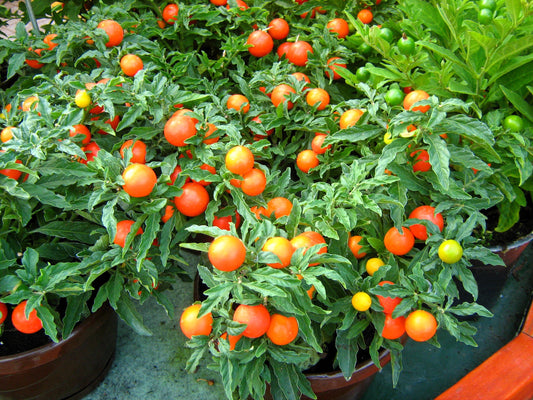 30 Dwarf Cherry TOMATO TINY TIM Solanum Lycoperscium Red Fruit Seeds