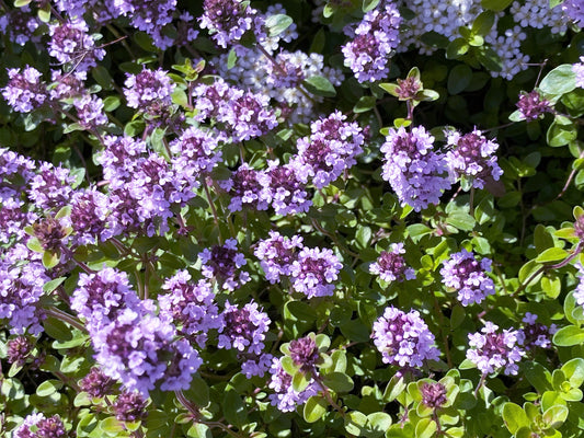 10,000 BULK LEMON THYME Thymus Pulegioides Herb Purple Flower Fragrant Evergreen Seeds