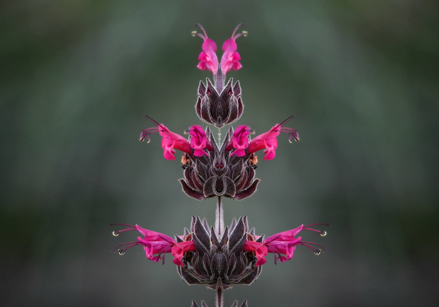 10 California HUMMINGBIRD SAGE Salvia Spathacea Magenta Red Flower Herb Seeds