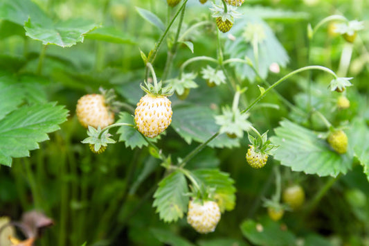 20 ' PINEAPPLE CRUSH ' STRAWBERRY Everbearing Fragaria Vesca Alpine White Yellow Berry Seeds