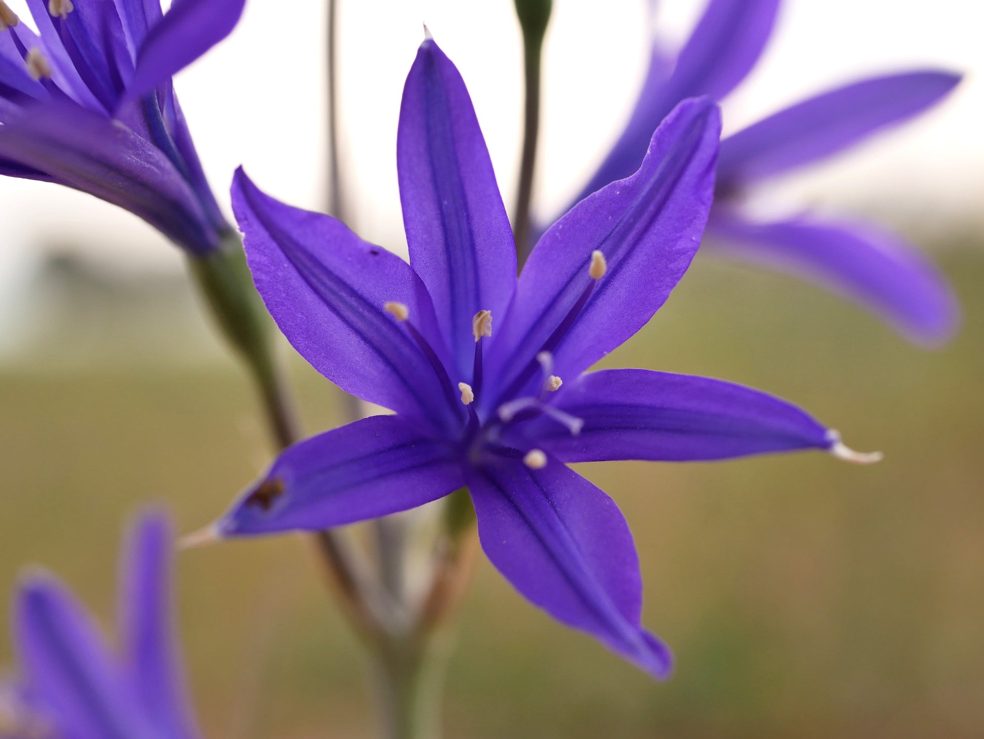 siberian lily flower 10 BLUE SIBERIAN LILY Mountain Ixia Altai Ixiolirion Tataricum Flower – LUMBRI WORMS & GARDEN, LLC