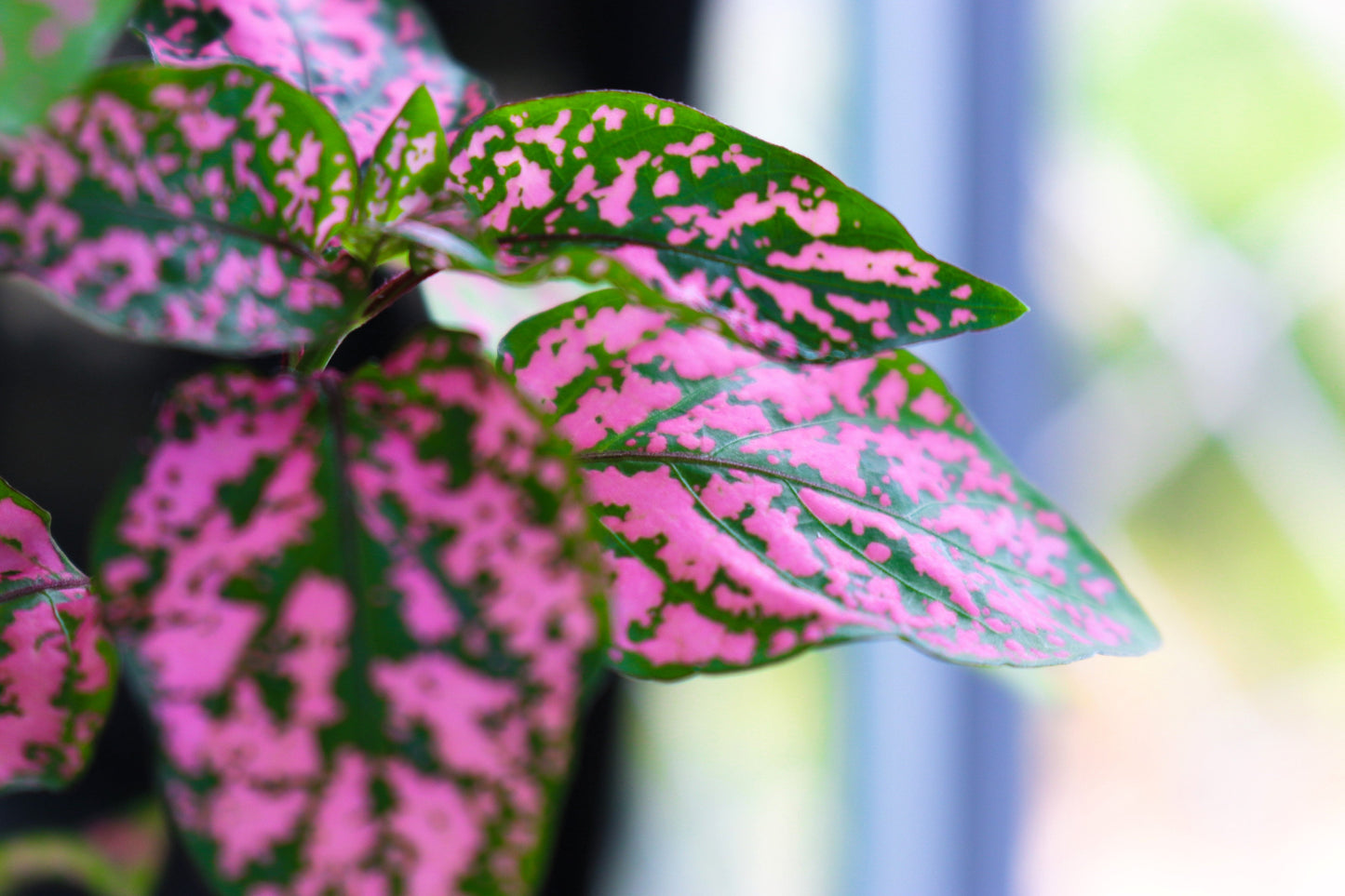 10 Dwarf ROSE Pink POLKA DOT PLANT Splash Select Hypoestes Phyllostachya Flower Houseplant Seeds