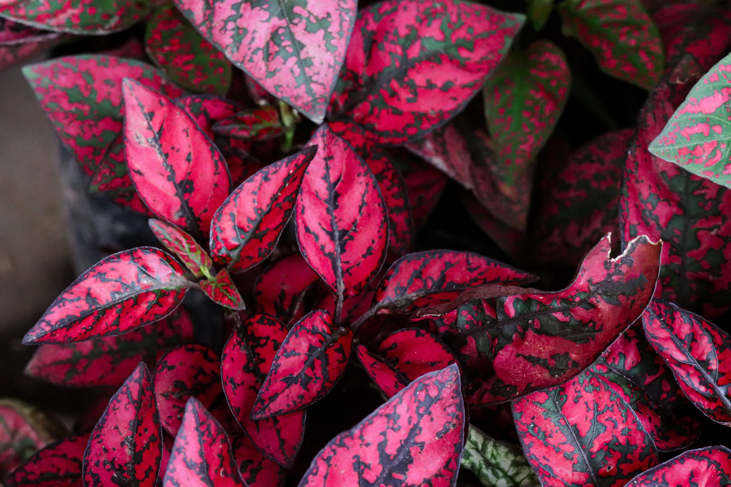 10 Dwarf ROSE Pink POLKA DOT PLANT Splash Select Hypoestes Phyllostachya Flower Houseplant Seeds