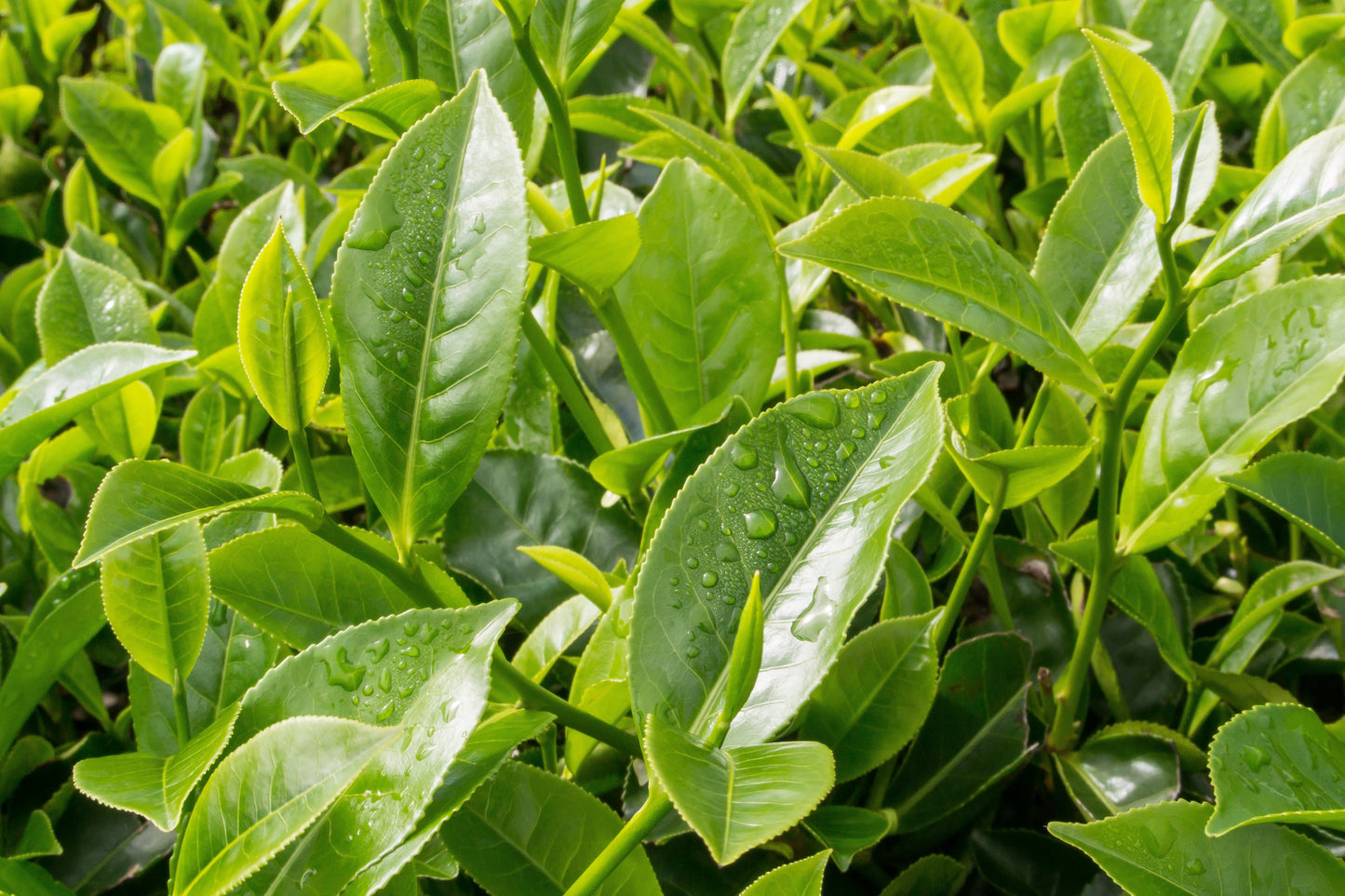 1 Lb Bulk TEA PLANT Black & Green Drinking Tea Camellia Sinensis Tree Shrub Herb Flower - Approx 385 Seeds