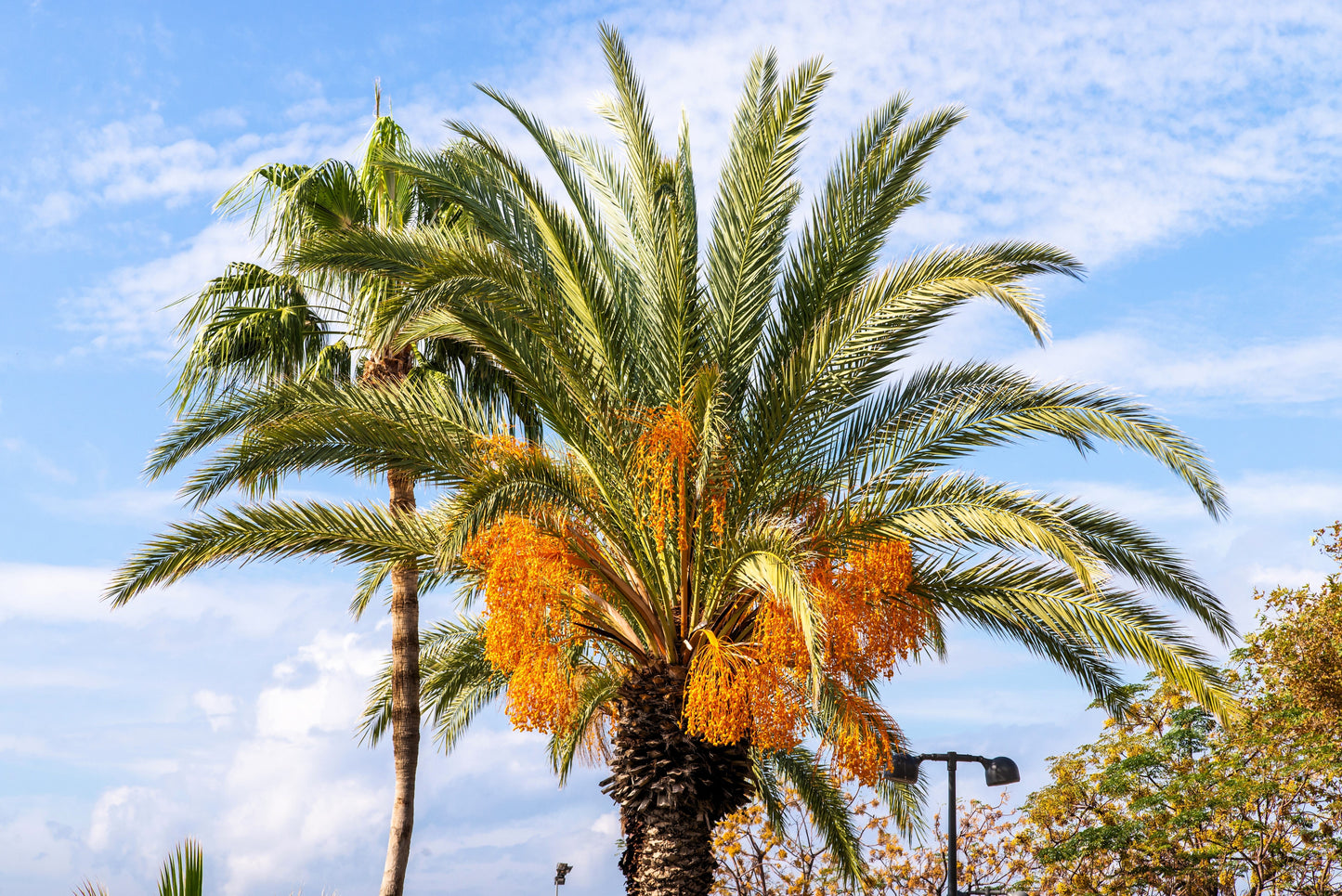 10 COCO PALM jelly Palm Pindo Butia Capitata Edible Fruit Tree Houseplant Seeds