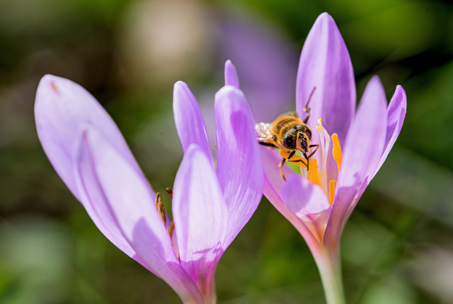 10 AUTUMN CROCUS Colchicum Autumnale Meadow Saffron Flower Seeds