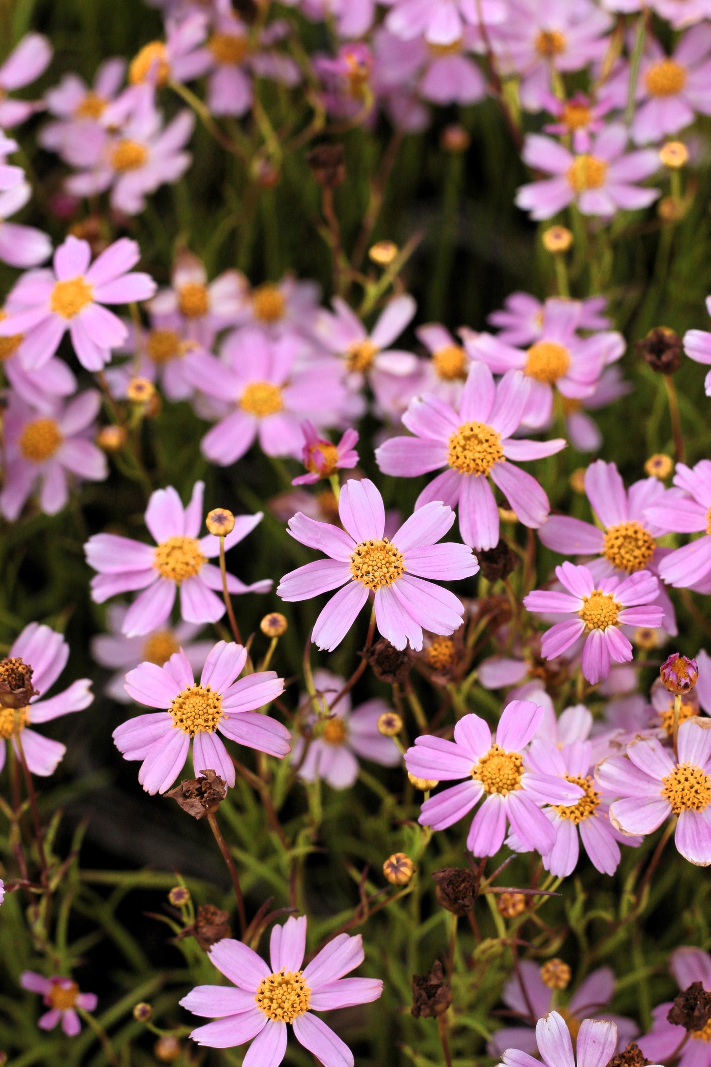 30 Pink AMERICAN DREAM COREOPSIS Rosea Dwarf Tickseed Flower Seeds