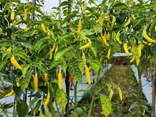 50 GOLDEN CAYENNE PEPPER Hot Yellow Capsicum Annuum Vegetable Seeds