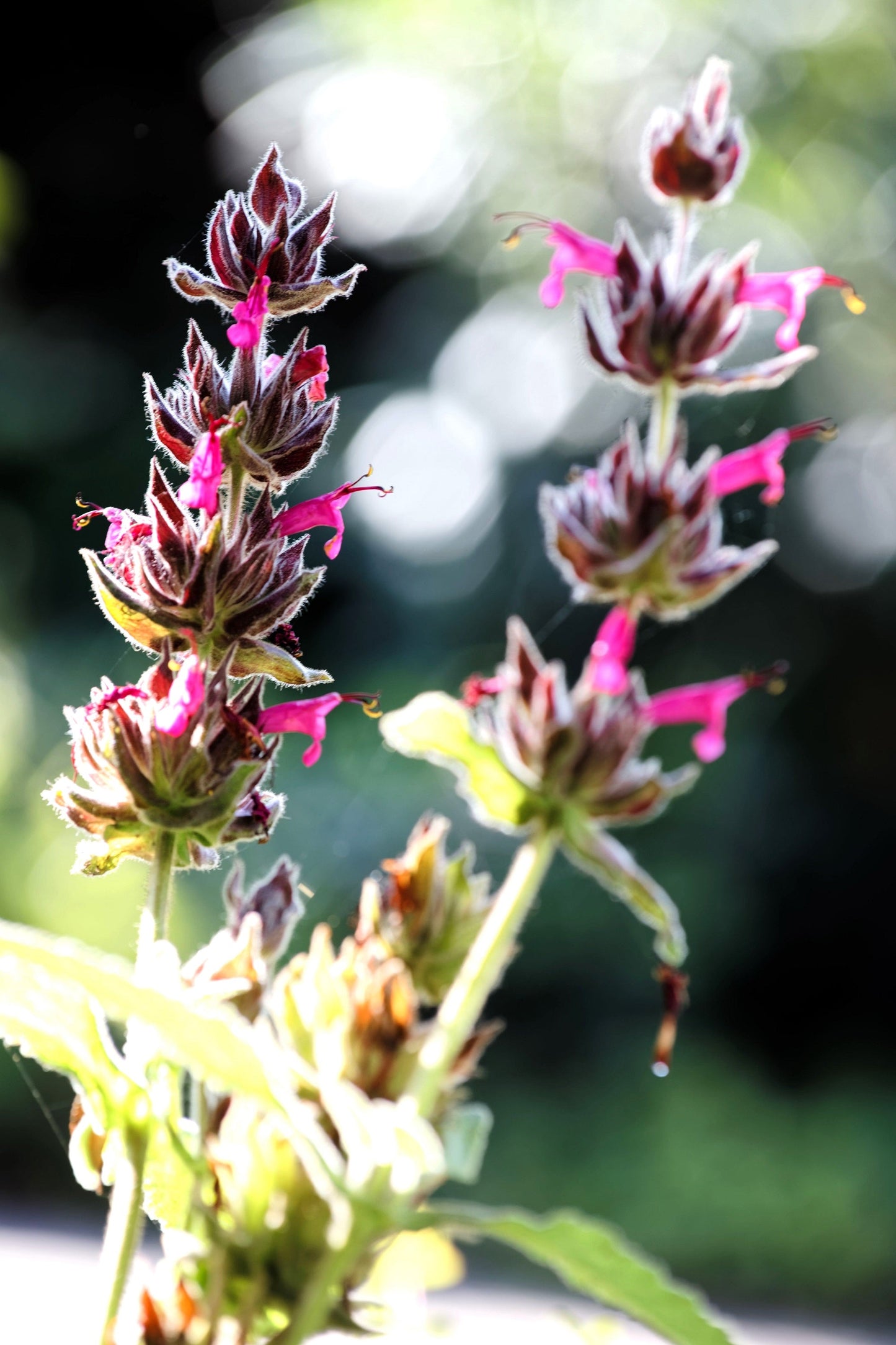 10 California HUMMINGBIRD SAGE Salvia Spathacea Magenta Red Flower Herb Seeds
