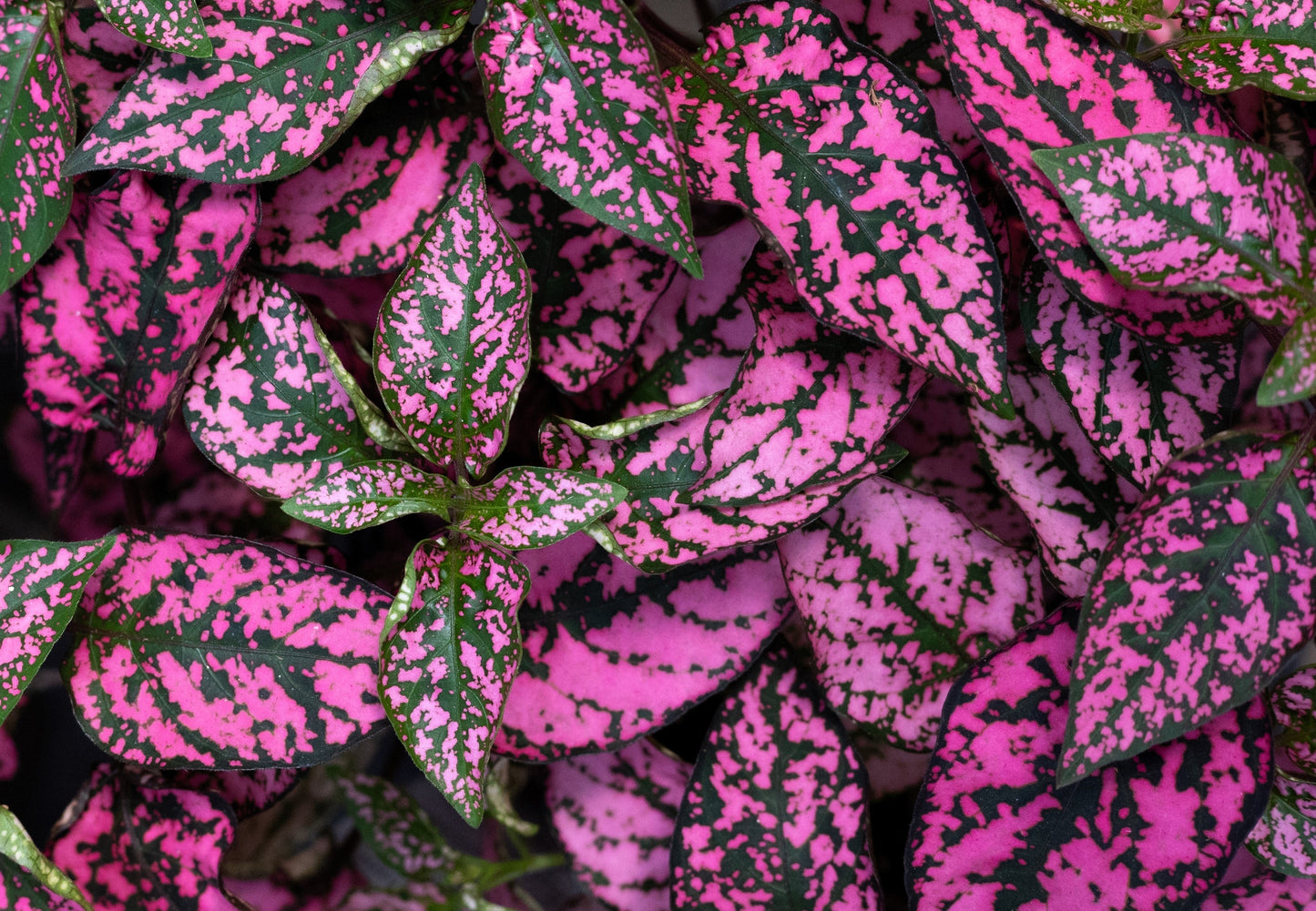 10 Dwarf ROSE Pink POLKA DOT PLANT Splash Select Hypoestes Phyllostachya Flower Houseplant Seeds