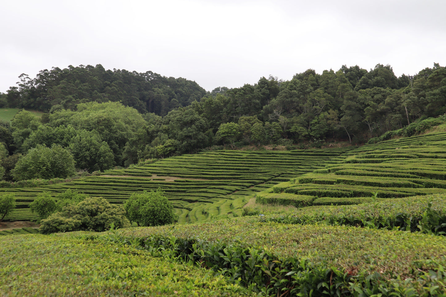 1 Lb Bulk TEA PLANT Black & Green Drinking Tea Camellia Sinensis Tree Shrub Herb Flower - Approx 385 Seeds
