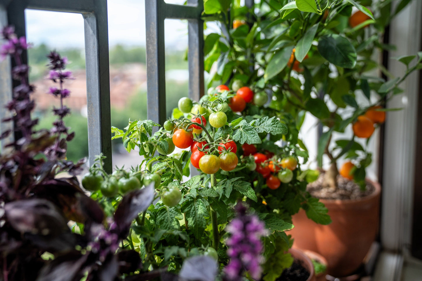 500 BULK Dwarf Cherry TOMATO TINY TIM Solanum Lycoperscium Red Fruit Seeds