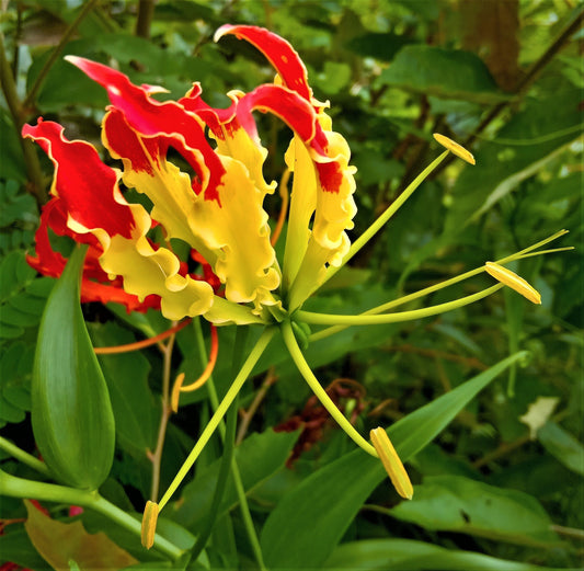 10 RED GLORIOSA LILY Flame Lily Gloriosa Superba Red & Yellow Flower Vine Seeds