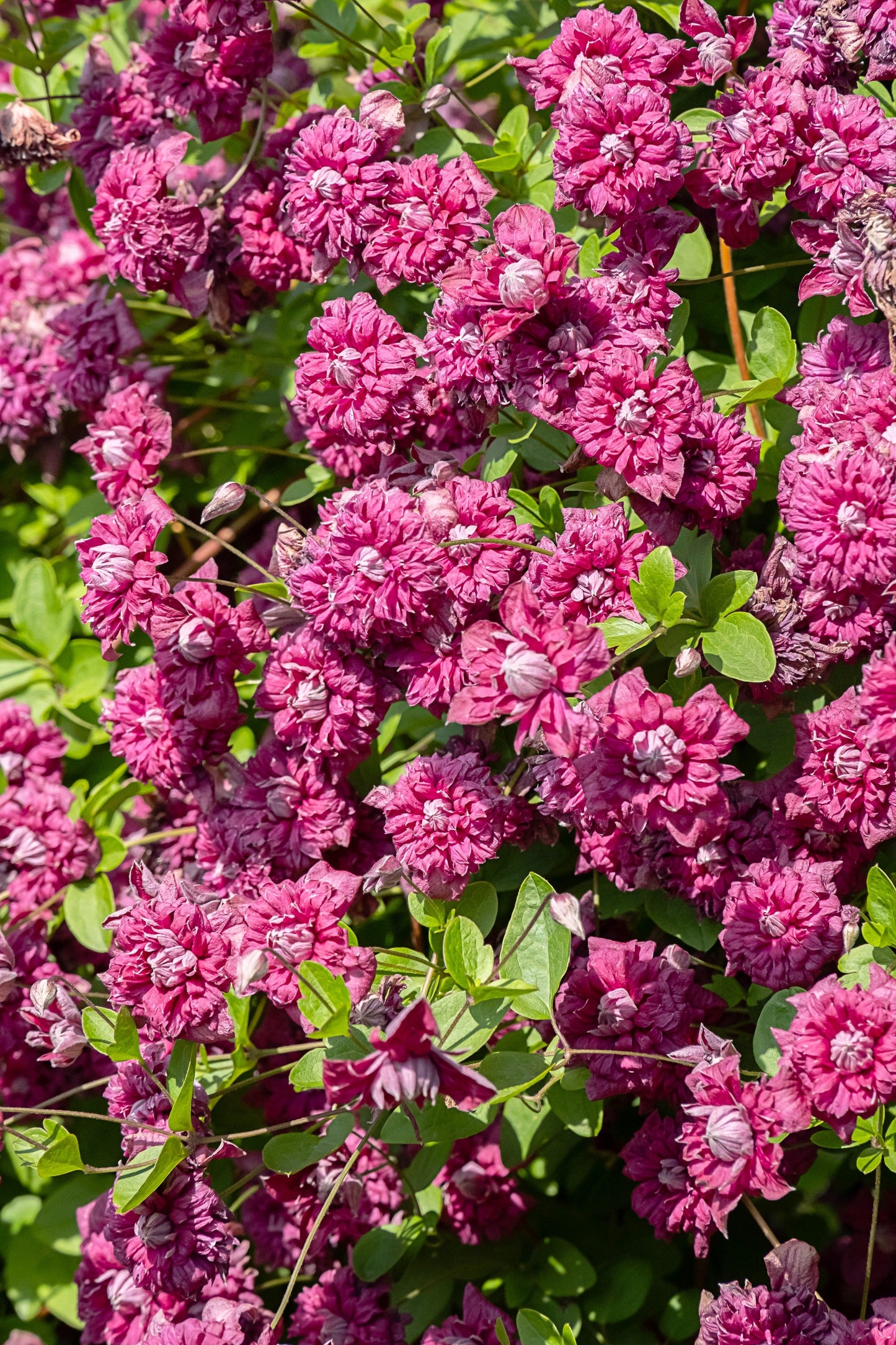 10 MIXED HYBRID CLEMATIS Hybrida Red Purple Pink Blue Bicolor Flower Vine Seeds