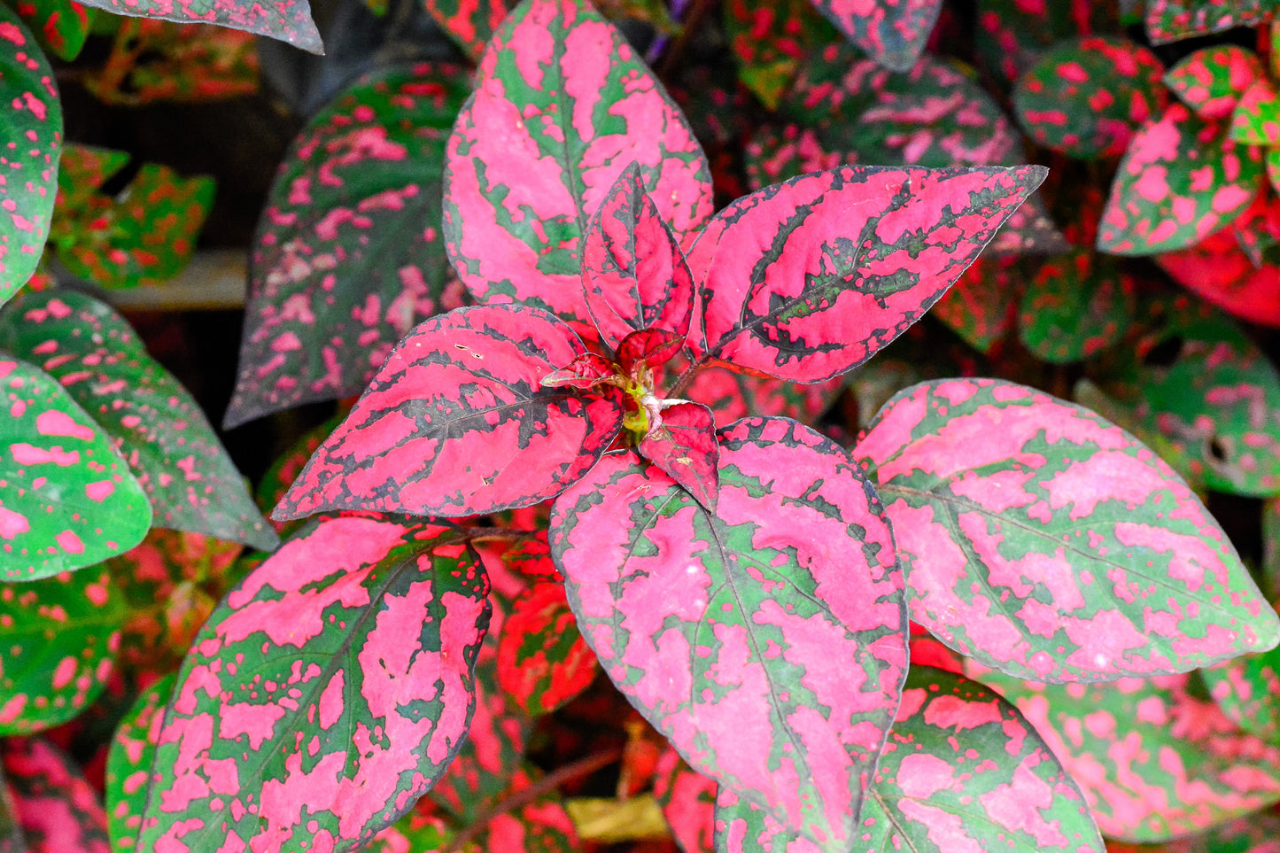10 Dwarf ROSE Pink POLKA DOT PLANT Splash Select Hypoestes Phyllostachya Flower Houseplant Seeds