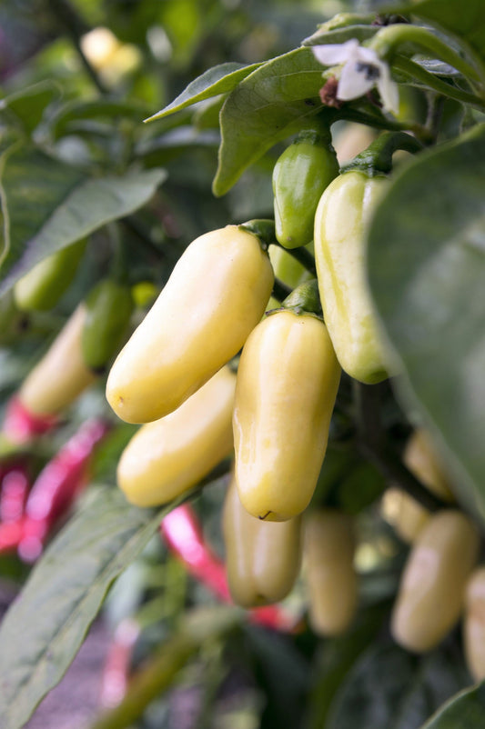 50 Hot WHITE HABANERO PEPPER Capsicum Chinense Vegetable Seeds
