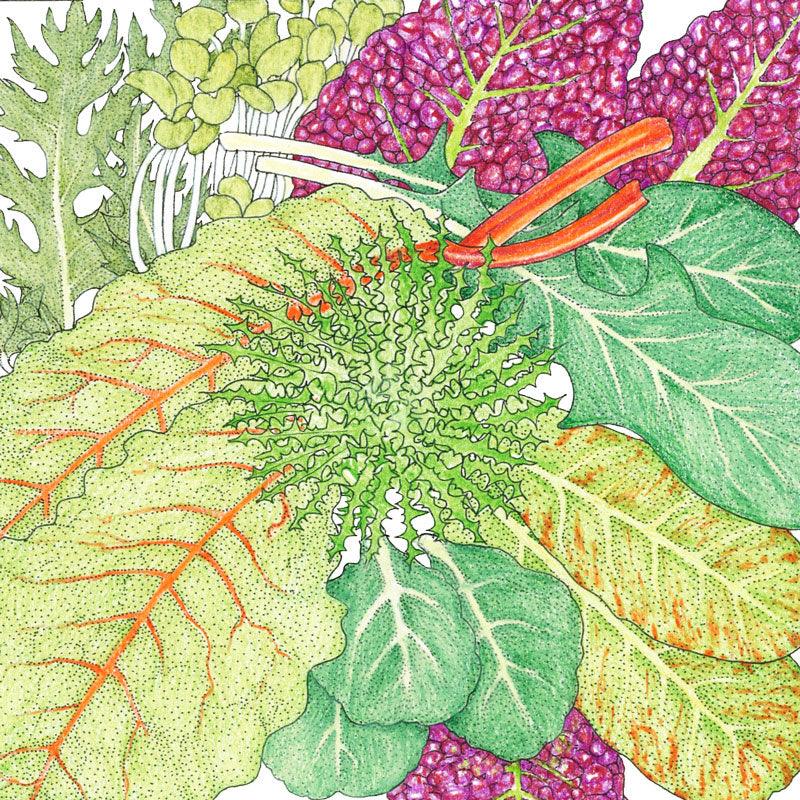 Mesclun Spicy Mix Greens Seeds (Organic)