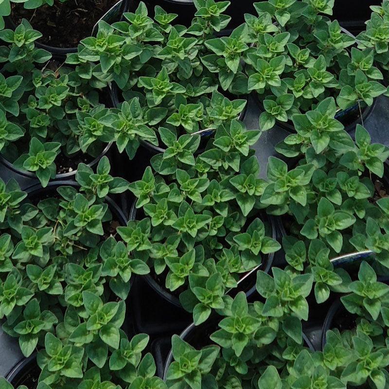 Greek Oregano Seeds (Organic)