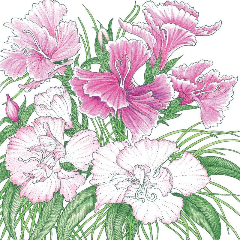 Sweet William (pack)