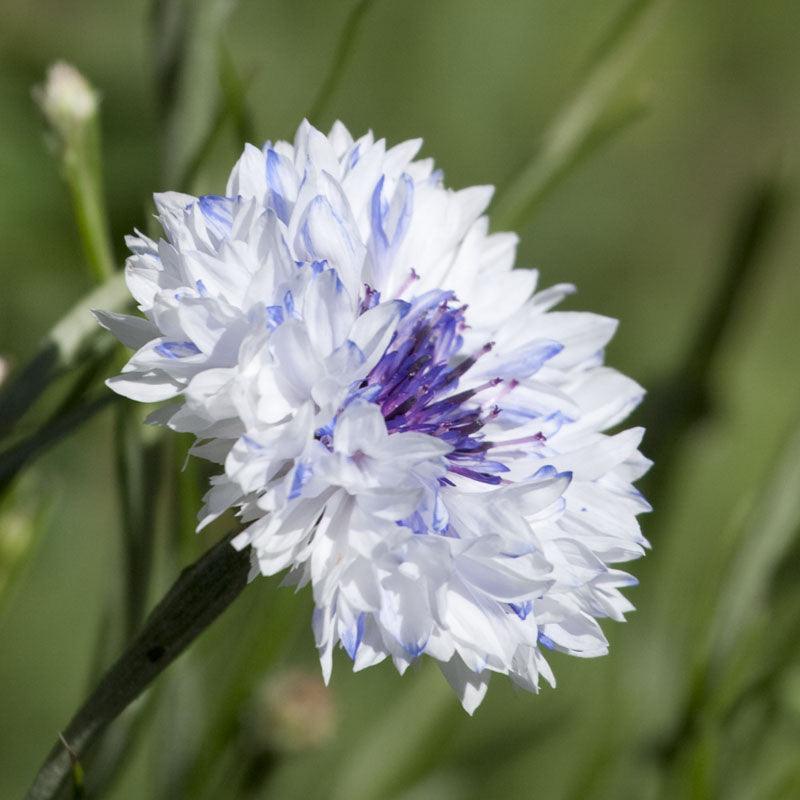 Bachelor Buttons Seed Pack