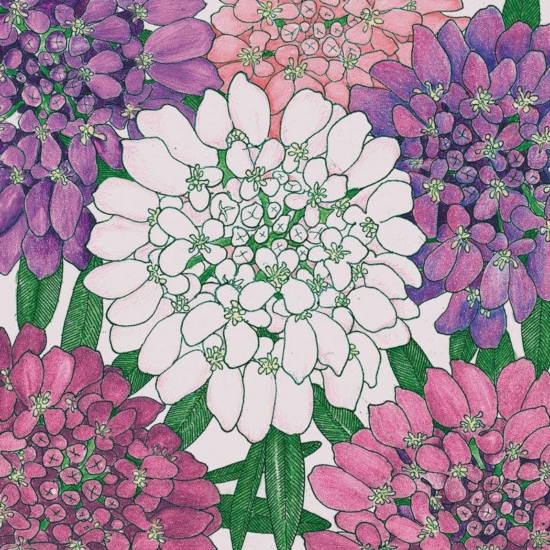 Candytuft, Dwarf (1/4 lb)