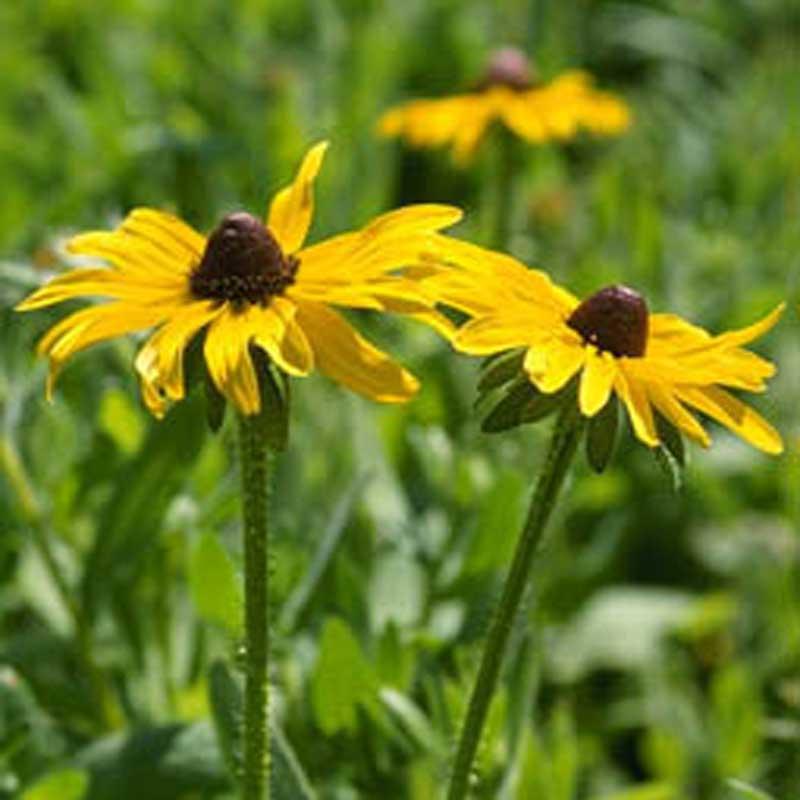 Black-Eyed Susan (pack)