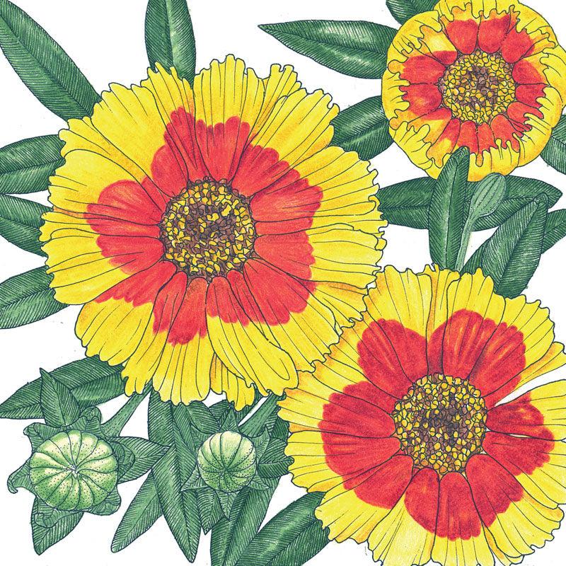 Coreopsis, Plains (pack)