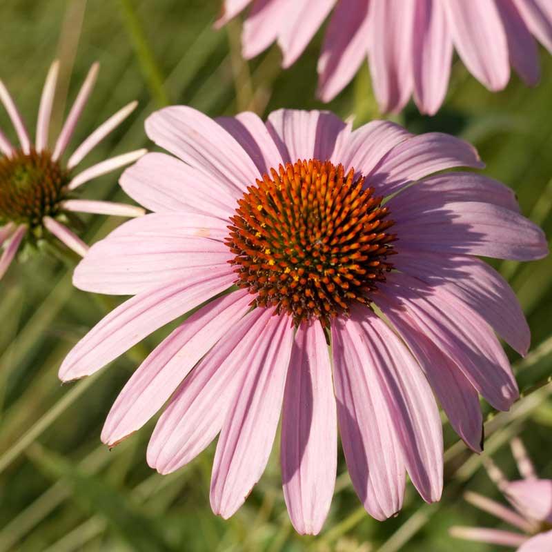 Coneflower, Purple (pack)
