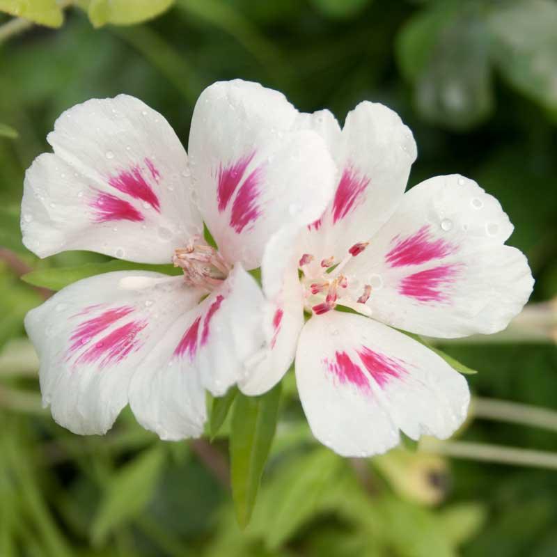 Godetia, Semi-Tall Single Mix (1/4 lb)